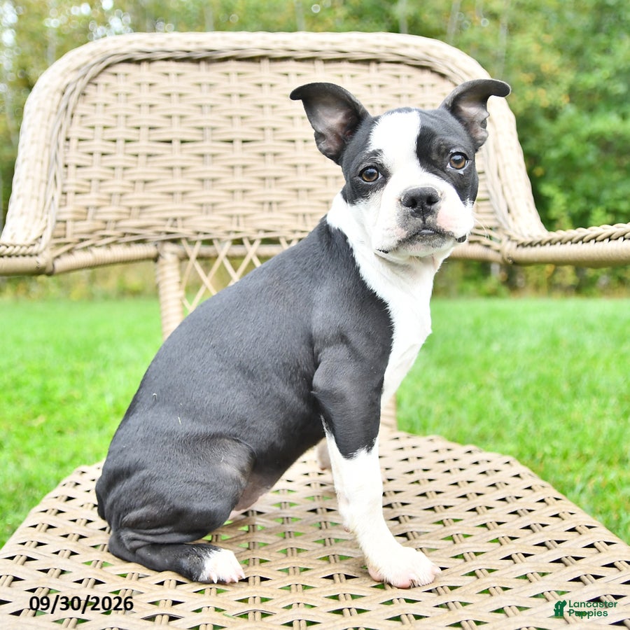 Boston Terrier dogs Gloria - Ad 2