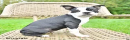 Boston Terrier dogs for sale: Gloria - Ad 2