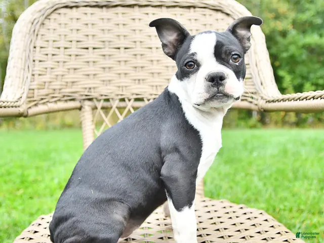 Boston Terrier dogs for sale: Gloria - Ad 2
