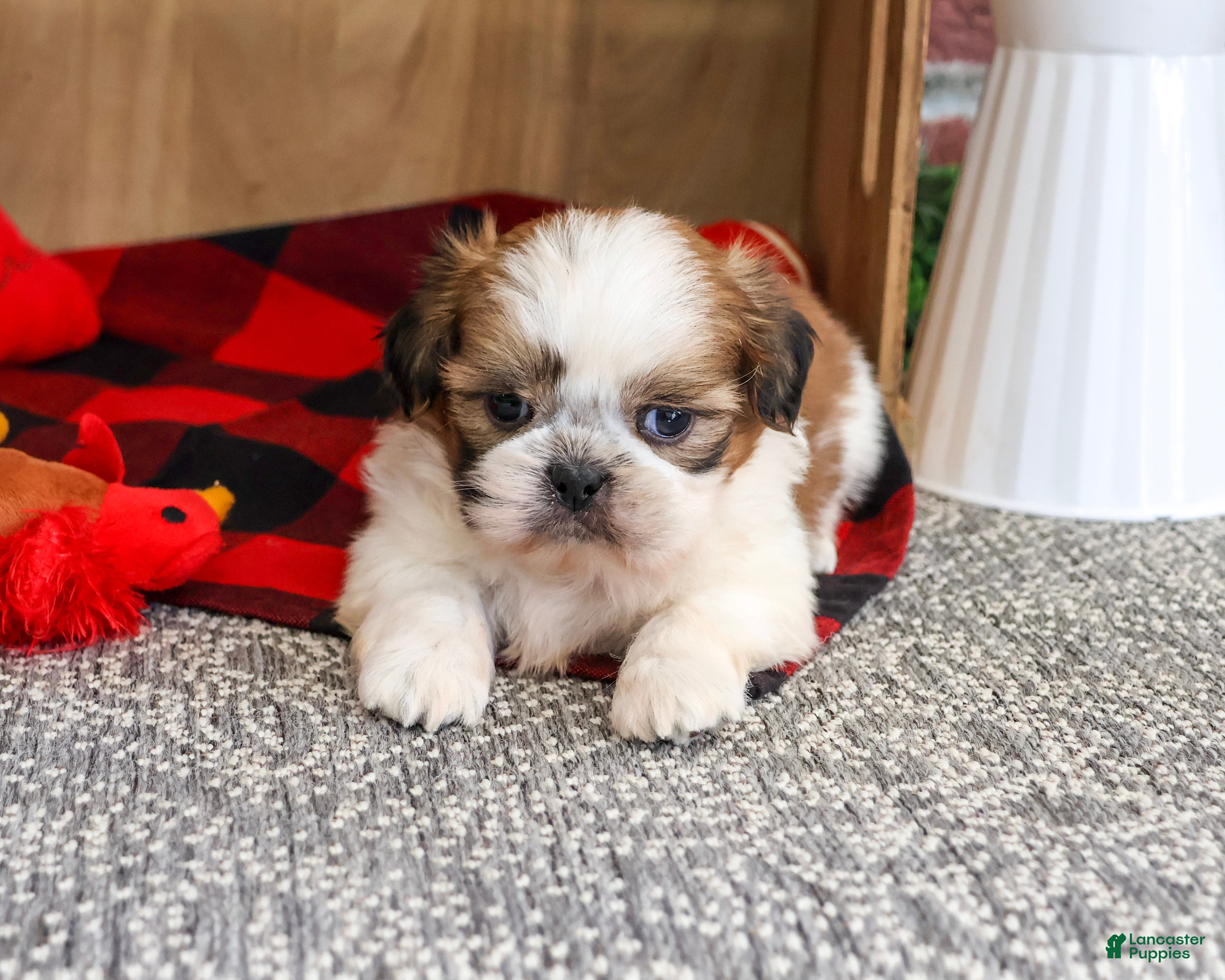 Shih Tzu dogs Joey - Ad 34