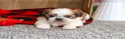 Shih Tzu dogs for sale: Joey - Ad 1