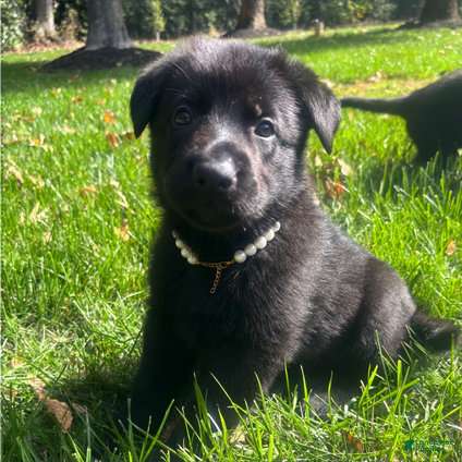 German Shepherd dogs Gold - Ad 4