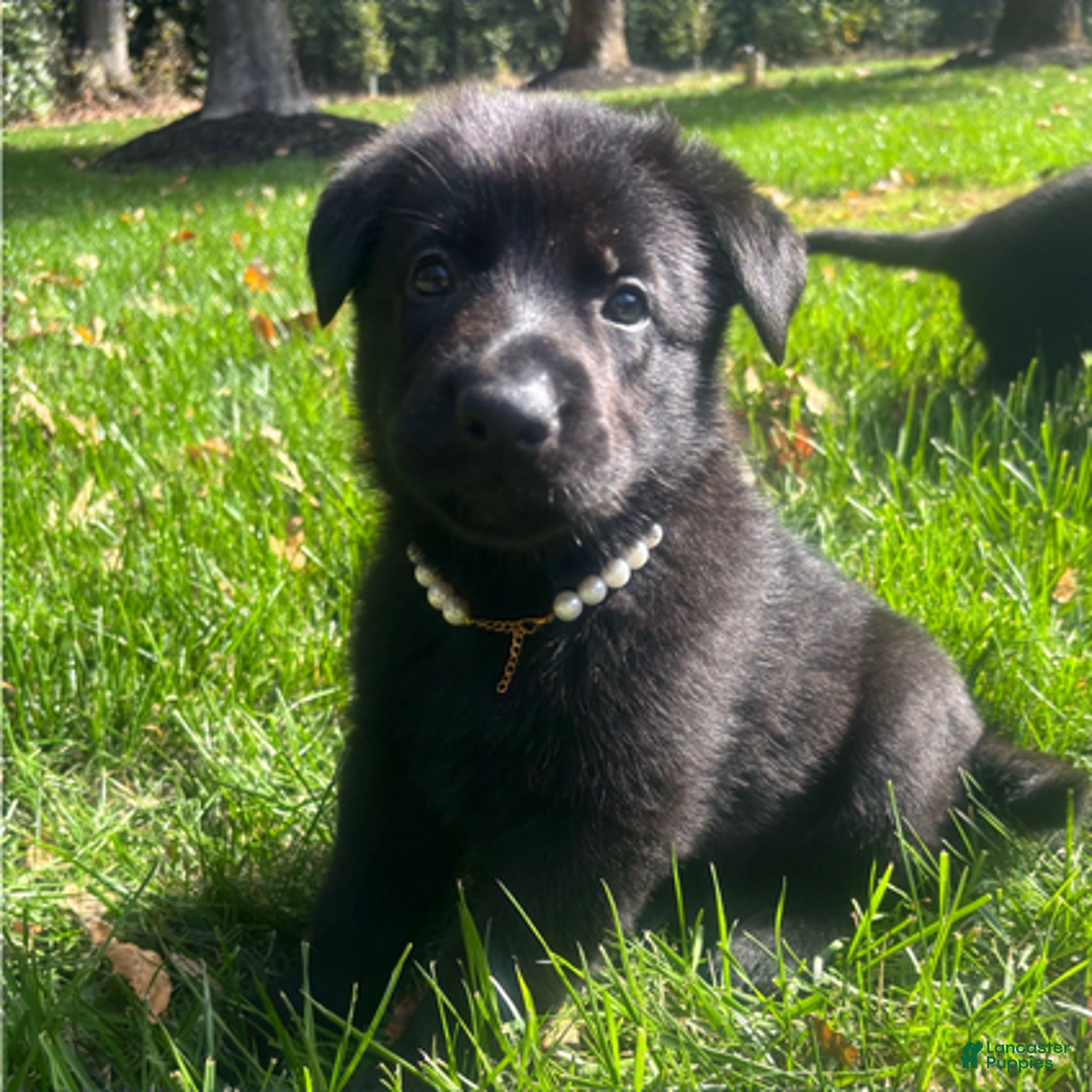 German Shepherd dogs for sale: Gold - Ad 1