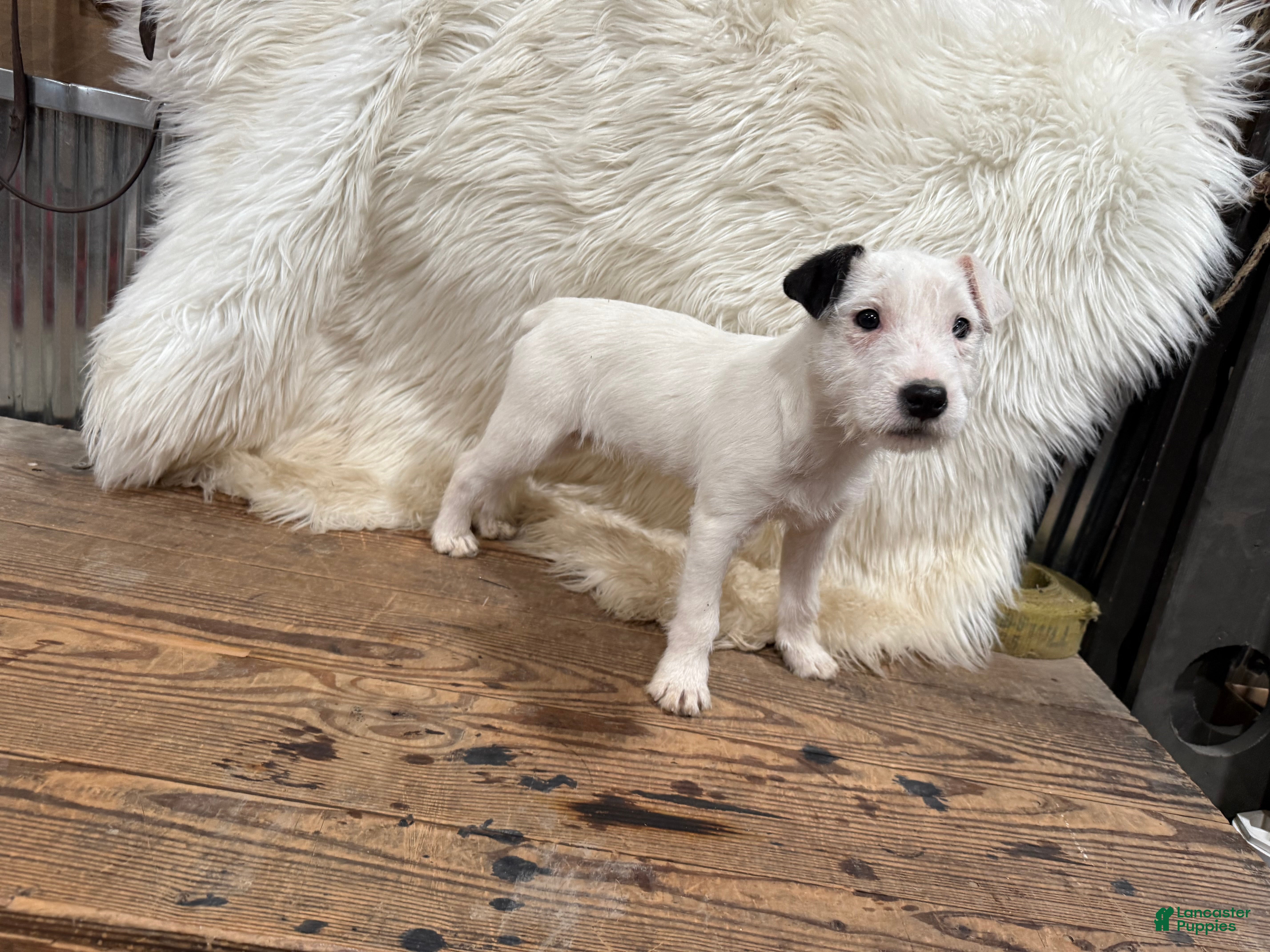 Jack Russell Terrier dogs Snow White Puppy 2 - Ad 1