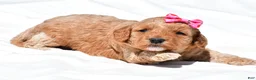 Mini Goldendoodle dogs for sale: Natalie - Ad 6