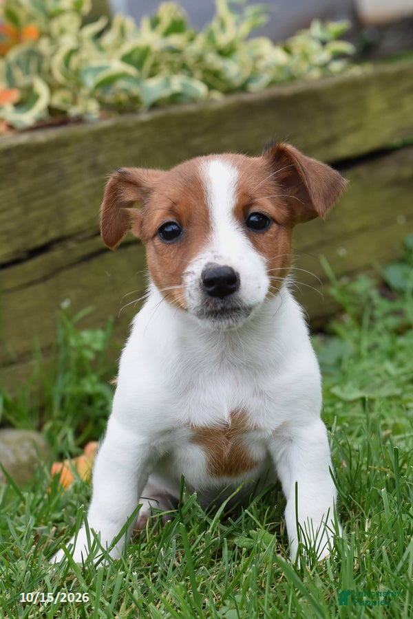 Jack Russell Terrier dogs for sale: Pepsi - Ad 2