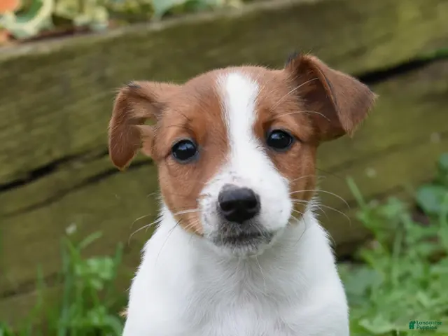 Jack Russell Terrier dogs for sale: Pepsi - Ad 2