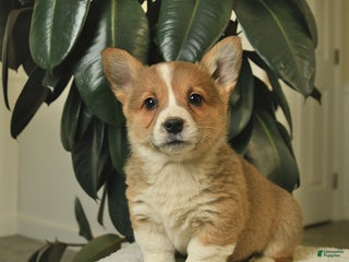 Welsh Corgi Pembroke dogs Cheif - Ad 28