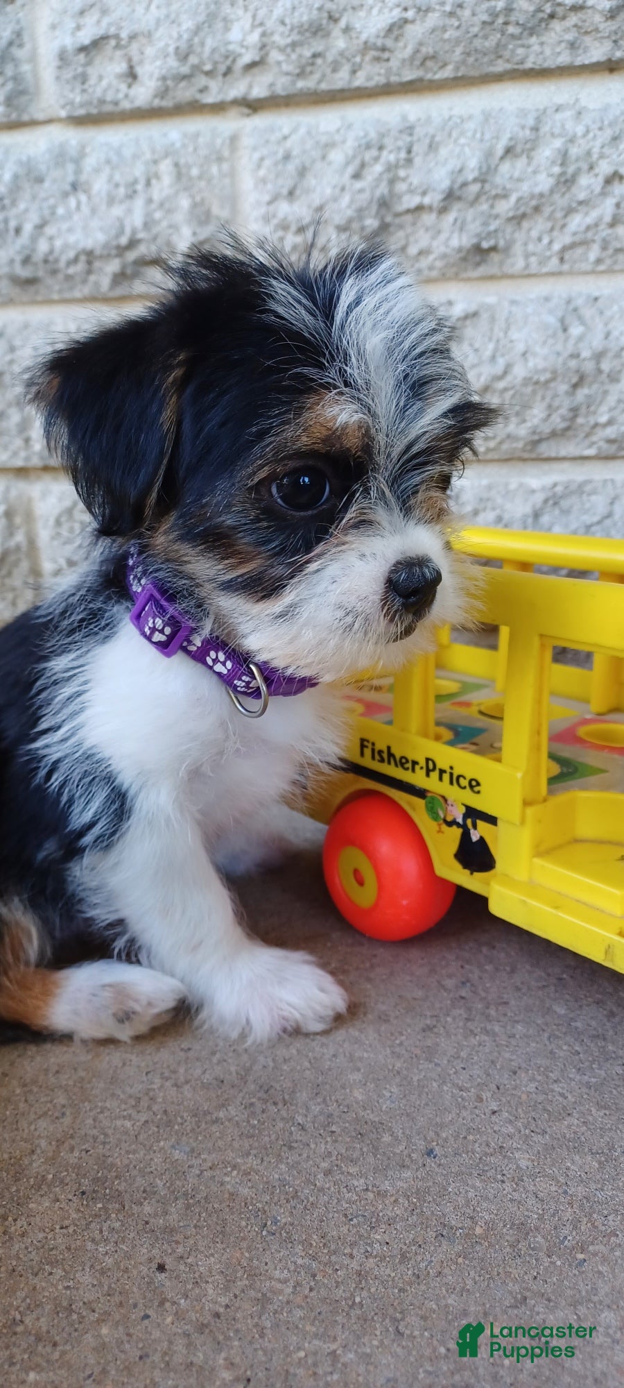 Mixed Breed dogs Misty - Ad 2