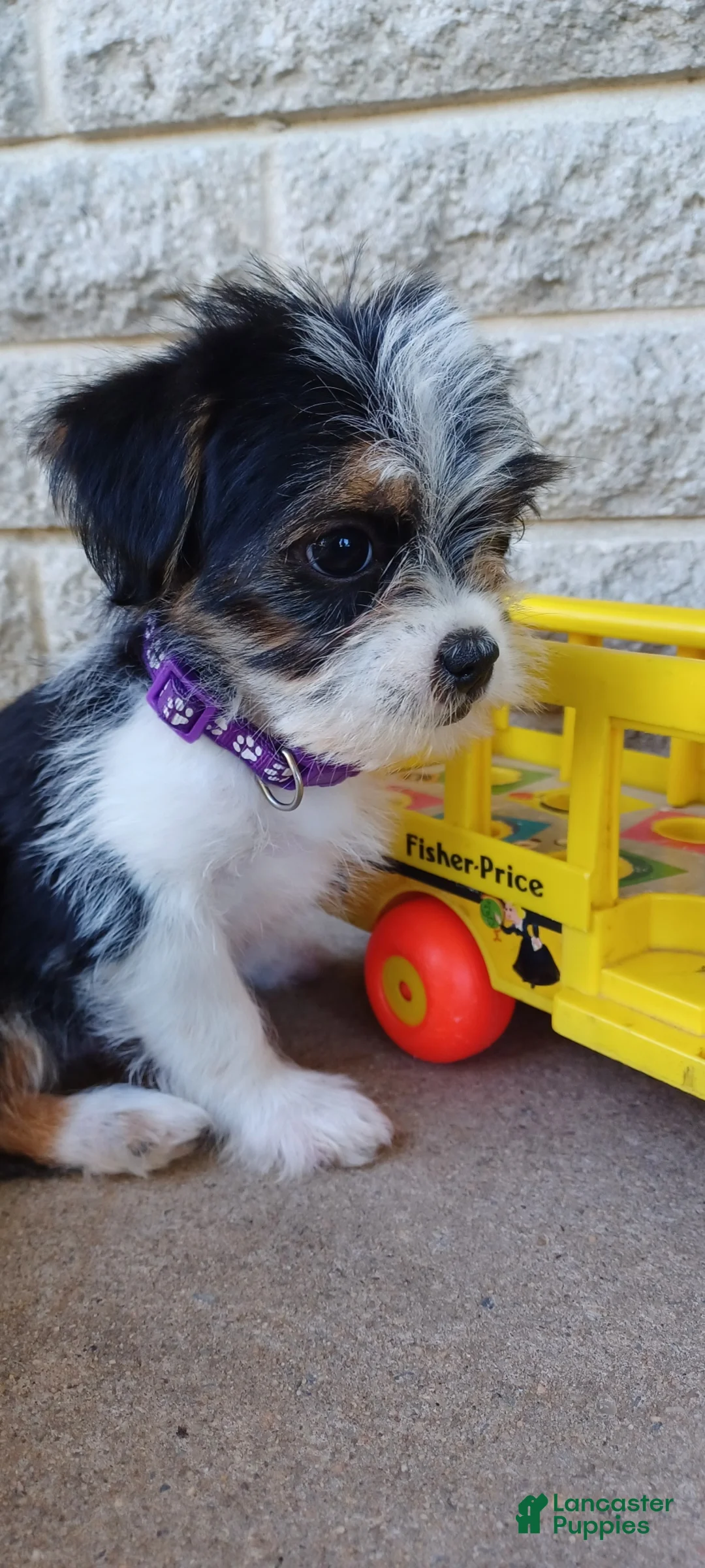 Mixed Breed dogs for sale: Misty - Ad 2