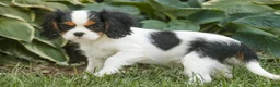 Cavalier King Charles Spaniel dogs for sale: Princess Cavalier King Charles Spaniel  - Ad 3