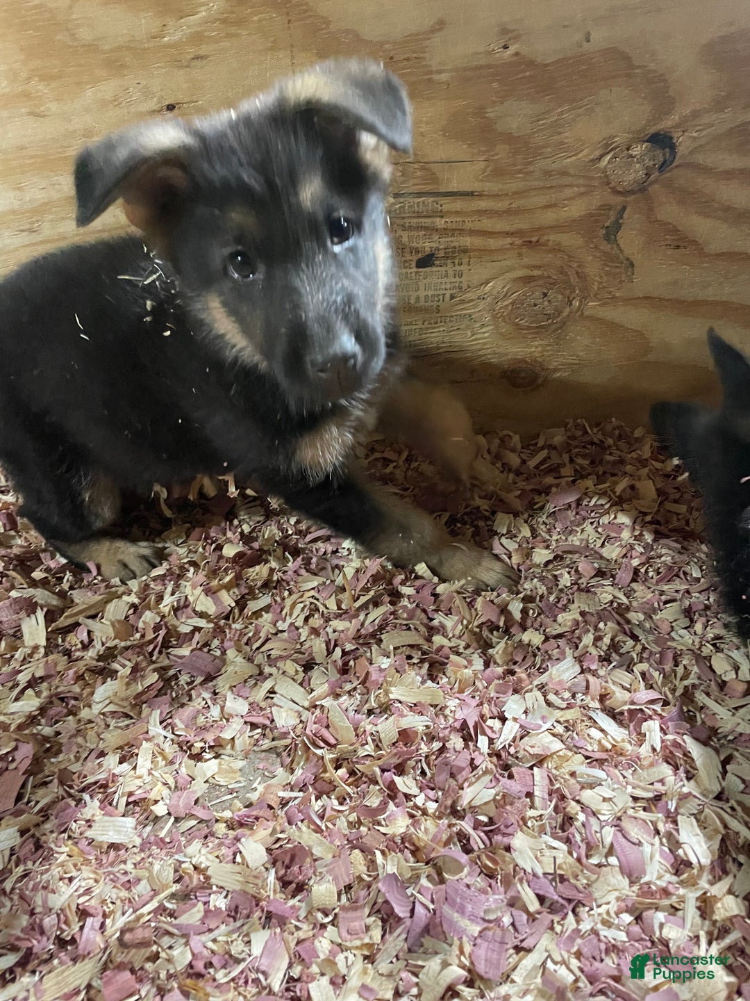 German Shepherd dogs for sale: Sugar/purple collar - Ad 17
