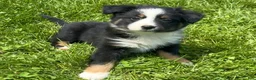 Australian Shepherd dogs for sale: Lola - Ad 7