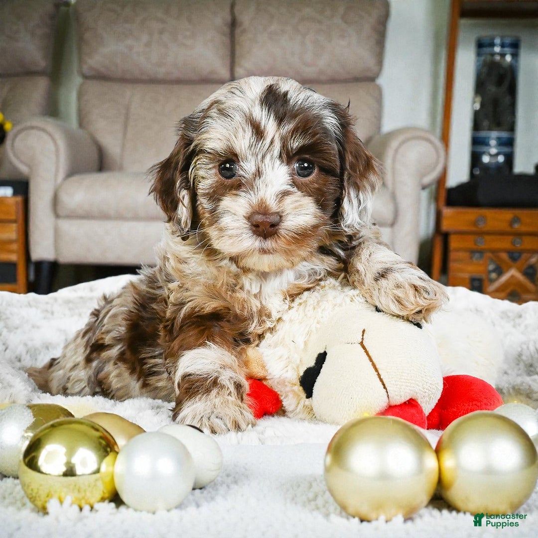 Cockapoo dogs for sale: dixie - Ad 4