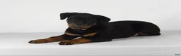 Rottweiler dogs for sale: Rottweiler Puppy 7 - Ad 7