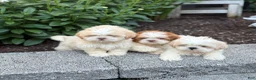 Shih Tzu dogs for sale: Hank - Ad 16