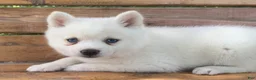 Alaskan Klee Kai dogs for sale: Pretty Blue Eyed SnowWhite~! - Ad 6
