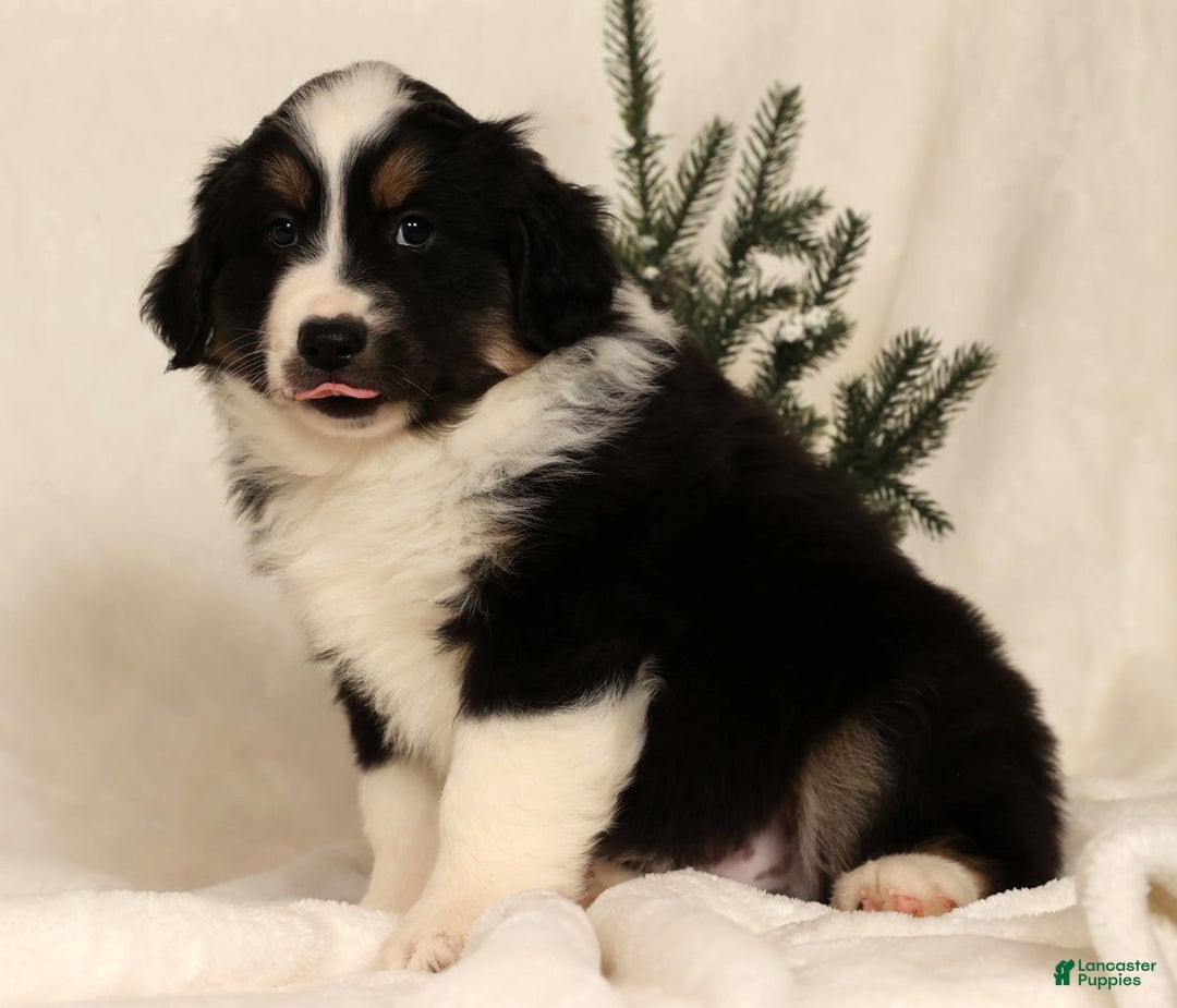 Miniature Australian Shepherd dogs for sale: Tucker - Ad 6