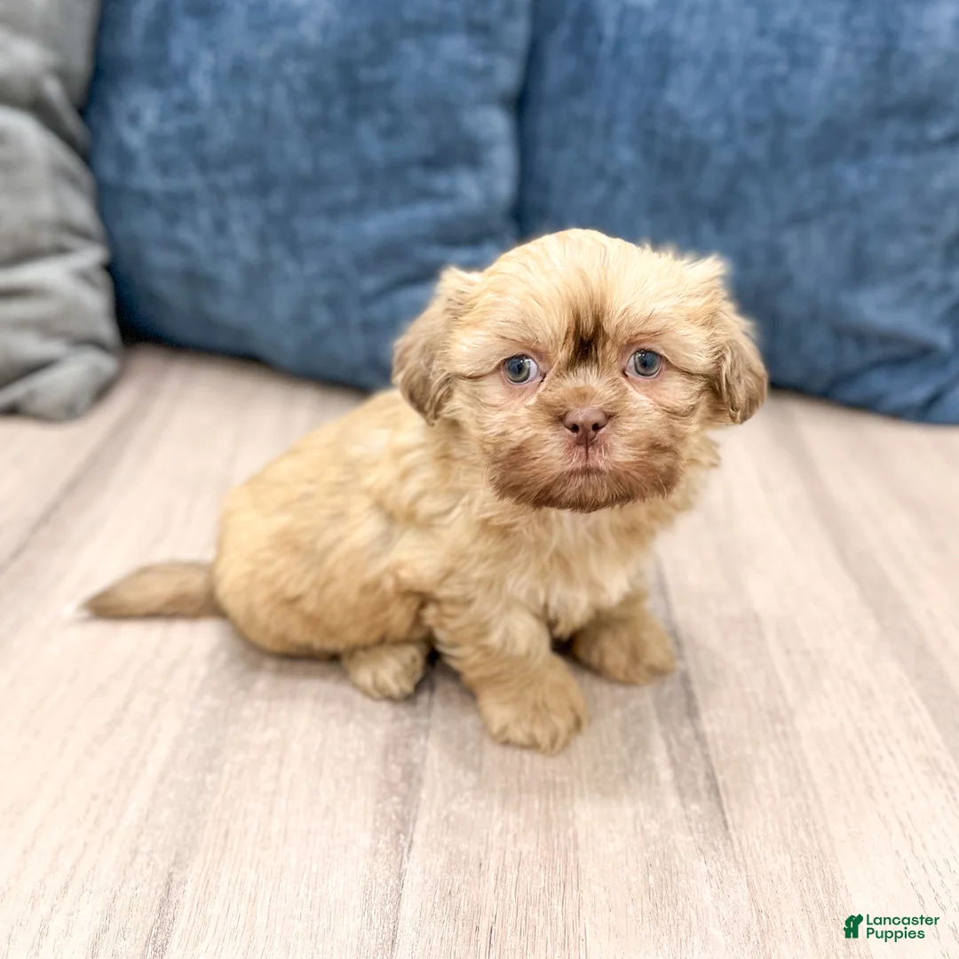 Mixed Breed dogs for sale: Clover - Ad 1