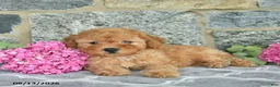 Miniature Poodle dogs for sale: Isaac  - Ad 4