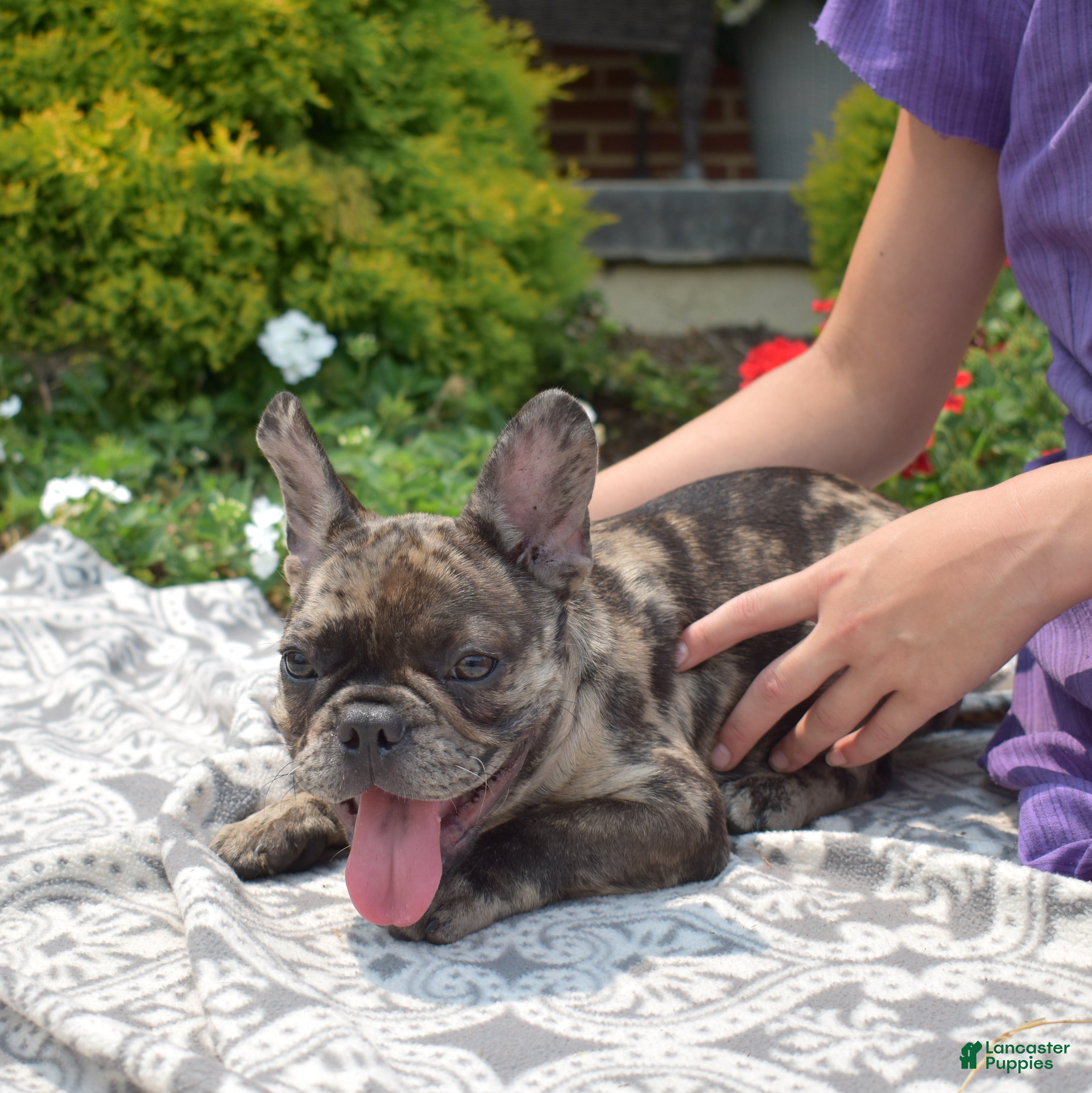 French Bulldog dogs Cove - Ad 2