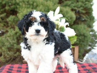 Mini Bernedoodle dogs Sara - Ad 29