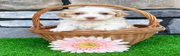Havanese dogs for sale: Rayne - Ad 3