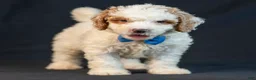 Mini Goldendoodle dogs for sale: Maverick - Ad 3