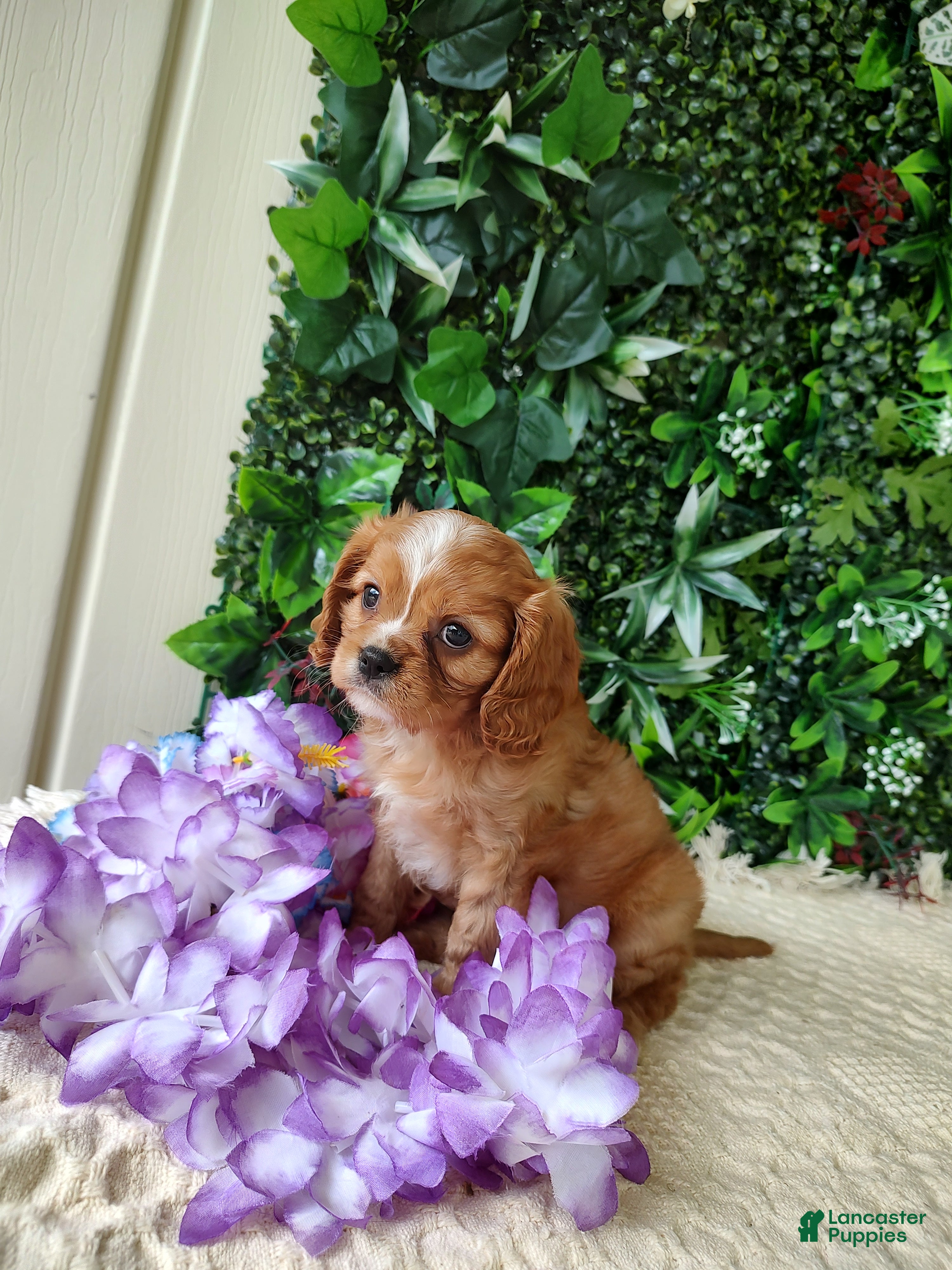 Cavalier King Charles Spaniel dogs Trixie  - Ad 2