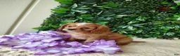 Cavalier King Charles Spaniel dogs for sale: Trixie  - Ad 2