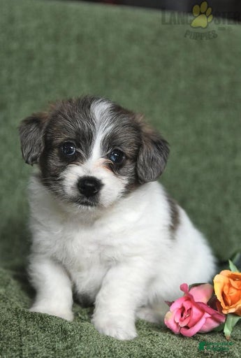 Gallery Image {{count}}