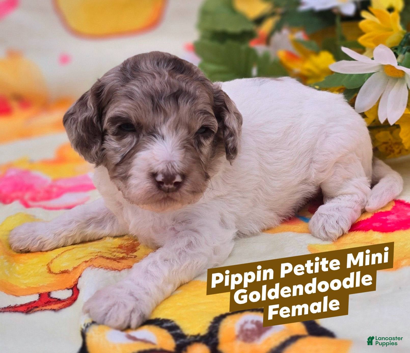 Mini Goldendoodle dogs Pippin - Ad 22