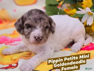 Mini Goldendoodle dogs Pippin - Ad 22