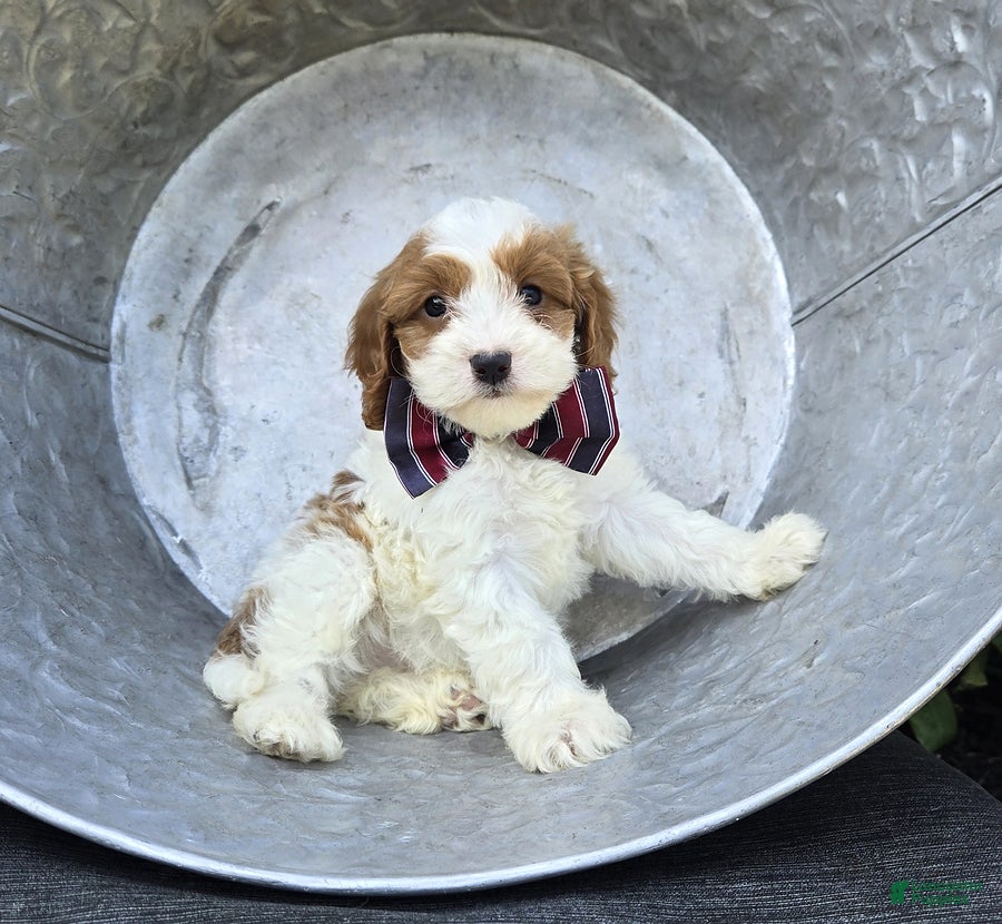 Cavapoo dogs Ricky - Ad 1
