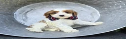 Cavapoo dogs for sale: Ricky - Ad 1