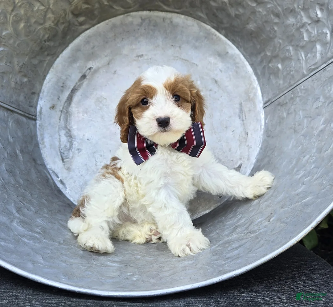 Cavapoo dogs for sale: Ricky - Ad 1