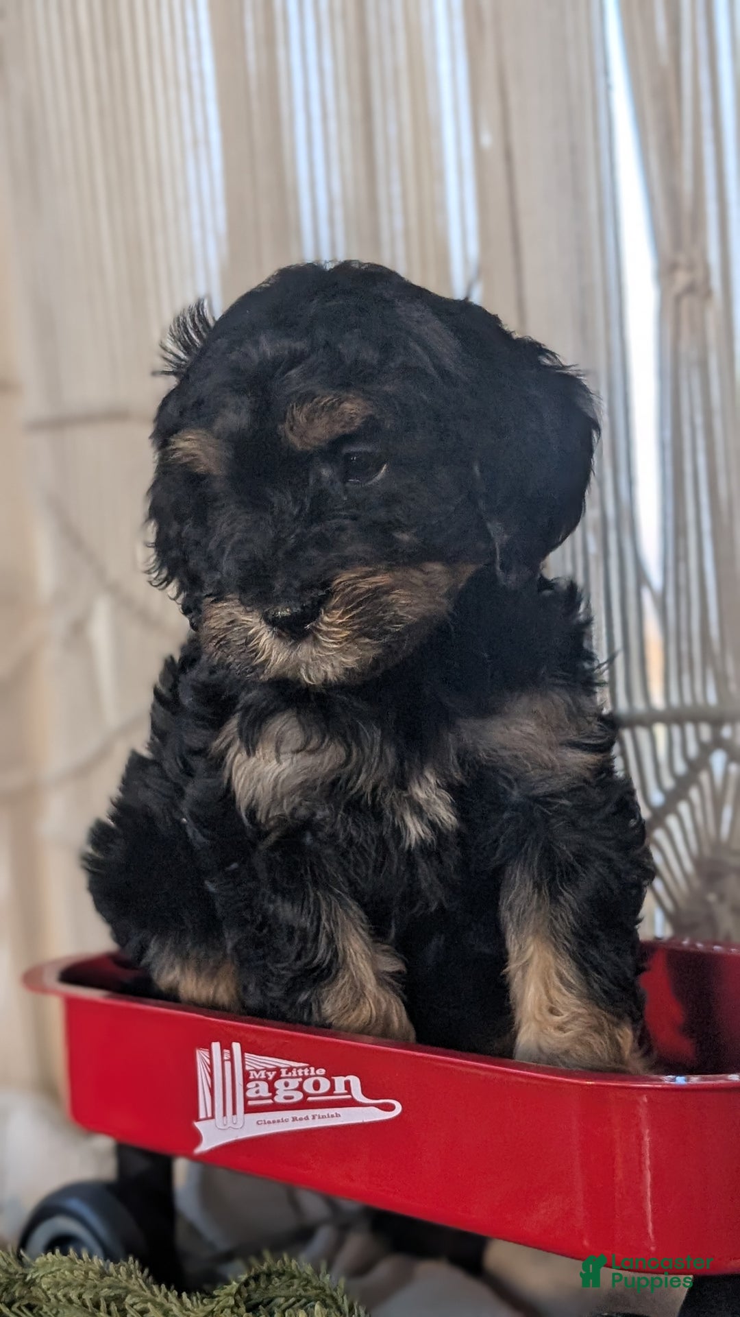Cavapoo dogs for sale: Andra - Ad 4