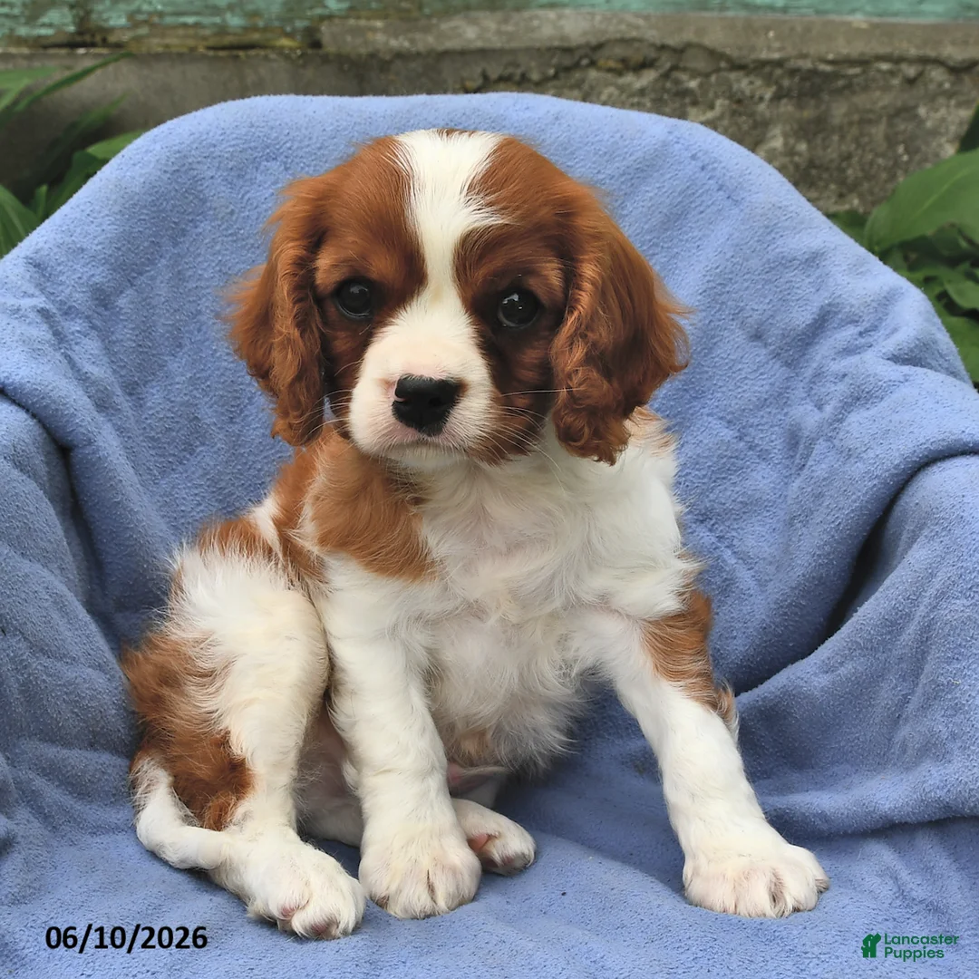 Cavalier King Charles Spaniel dogs for sale: Henry - Ad 1