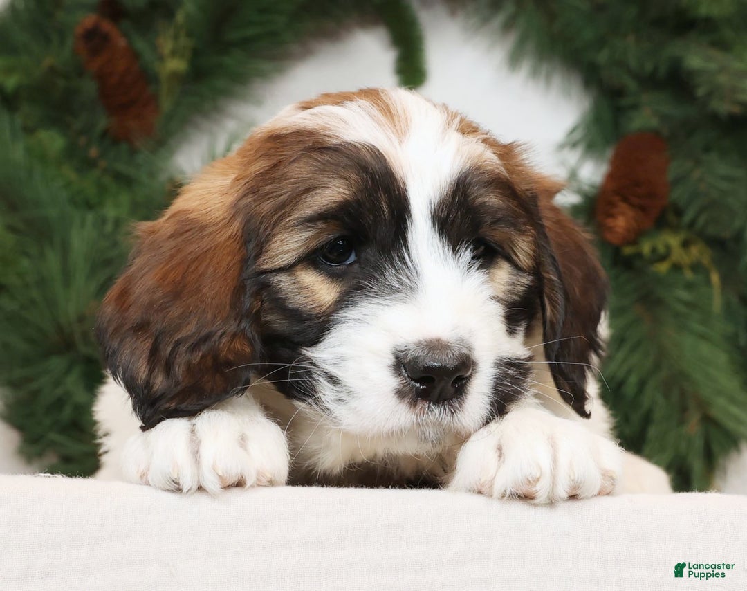 Saint Berdoodles dogs for sale: Cookie - Ad 6