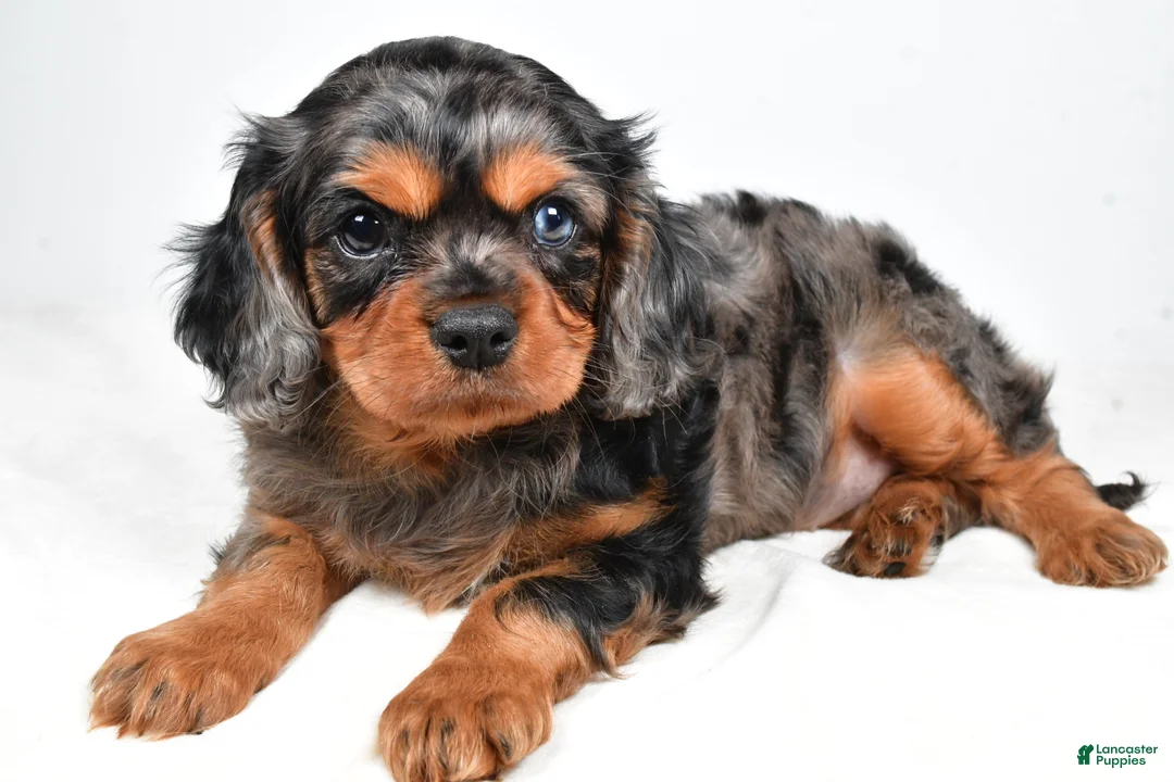 Cavalier King Charles Spaniel dogs for sale: Chelsea - Ad 1
