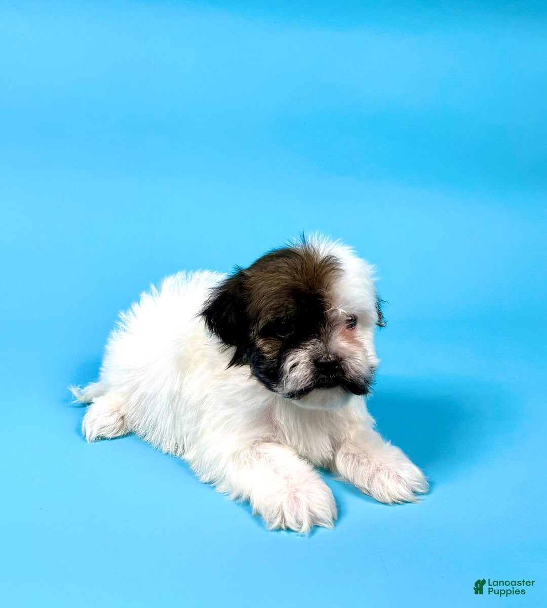 Havanese dogs for sale: VALENTINO - Ad 2