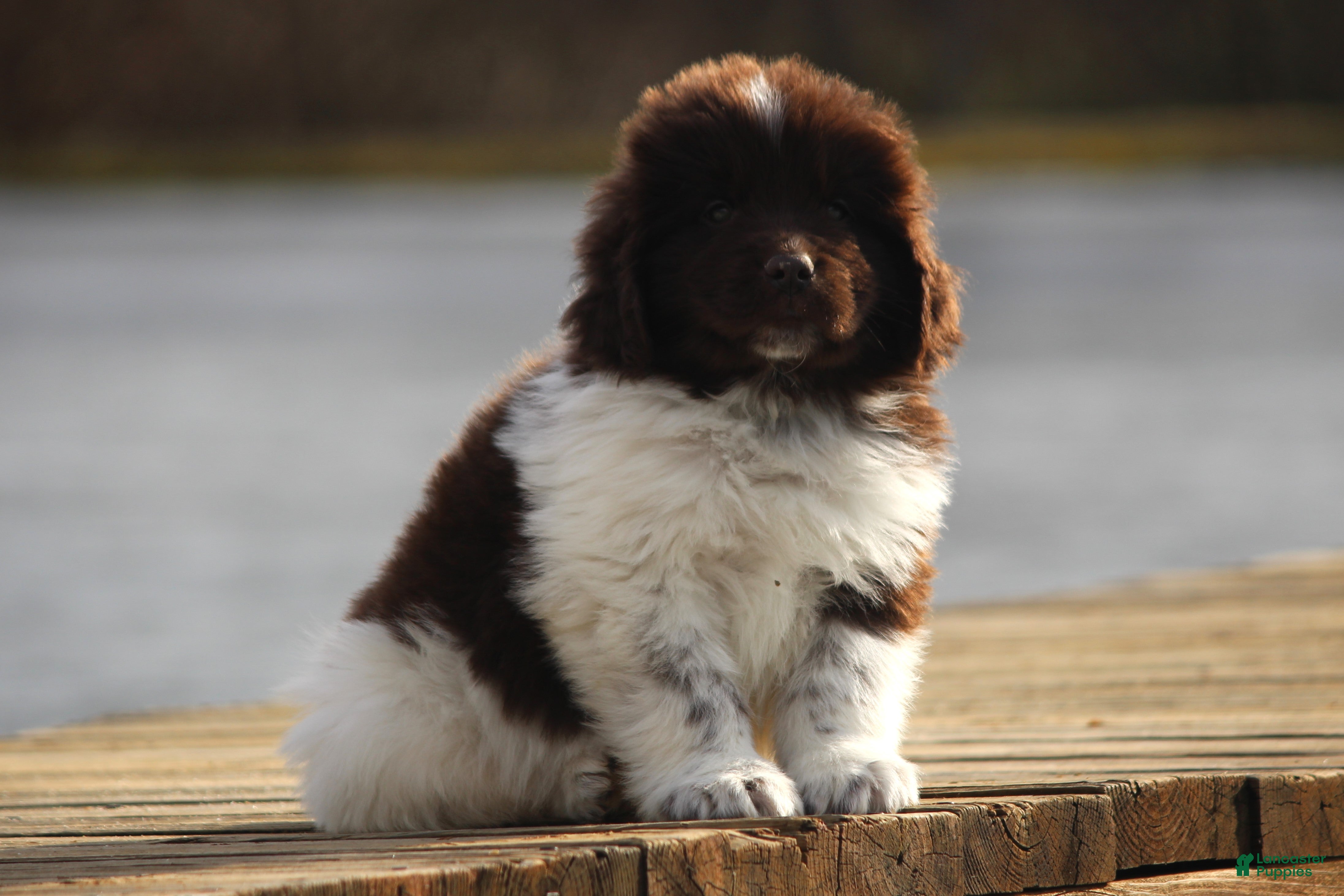 Newfoundland dogs Phoenix - Ad 40