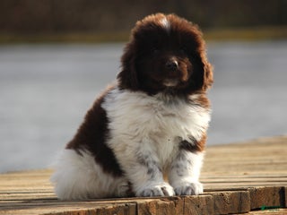 Newfoundland dogs Phoenix - Ad 40