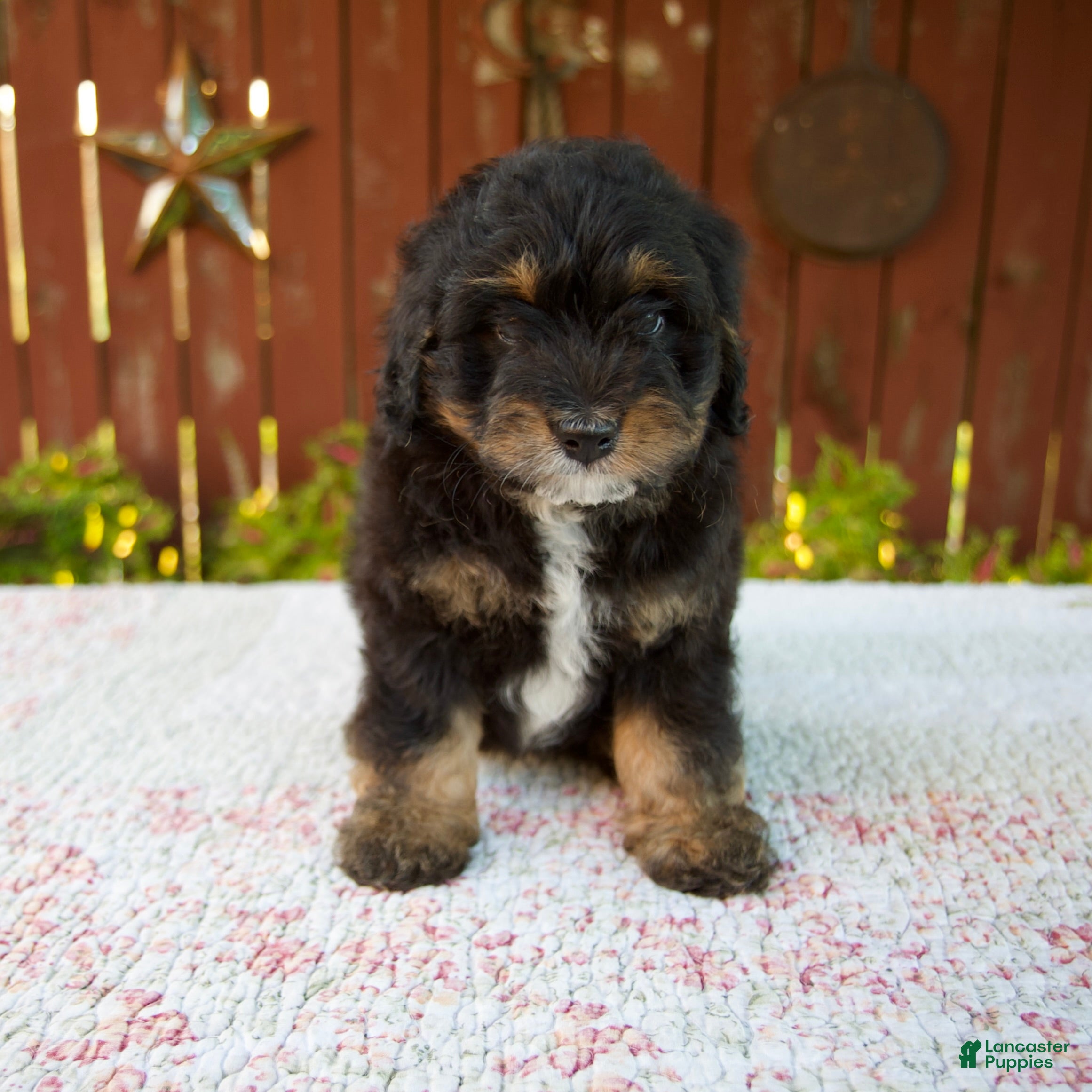 Mini Bernedoodle dogs Nehemiah - Ad 2