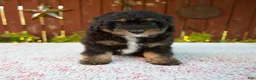 Mini Bernedoodle dogs for sale: Nehemiah - Ad 2