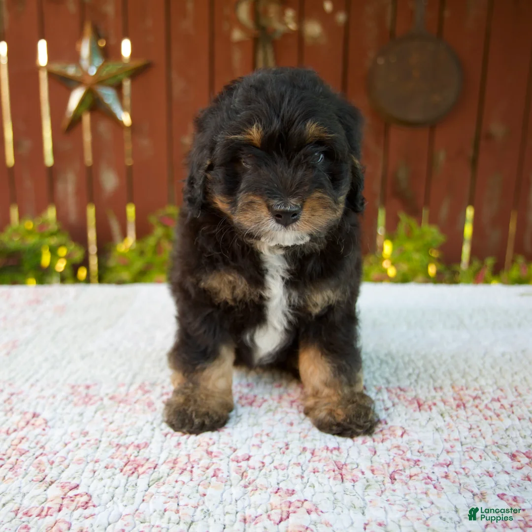 Mini Bernedoodle dogs for sale: Nehemiah - Ad 2