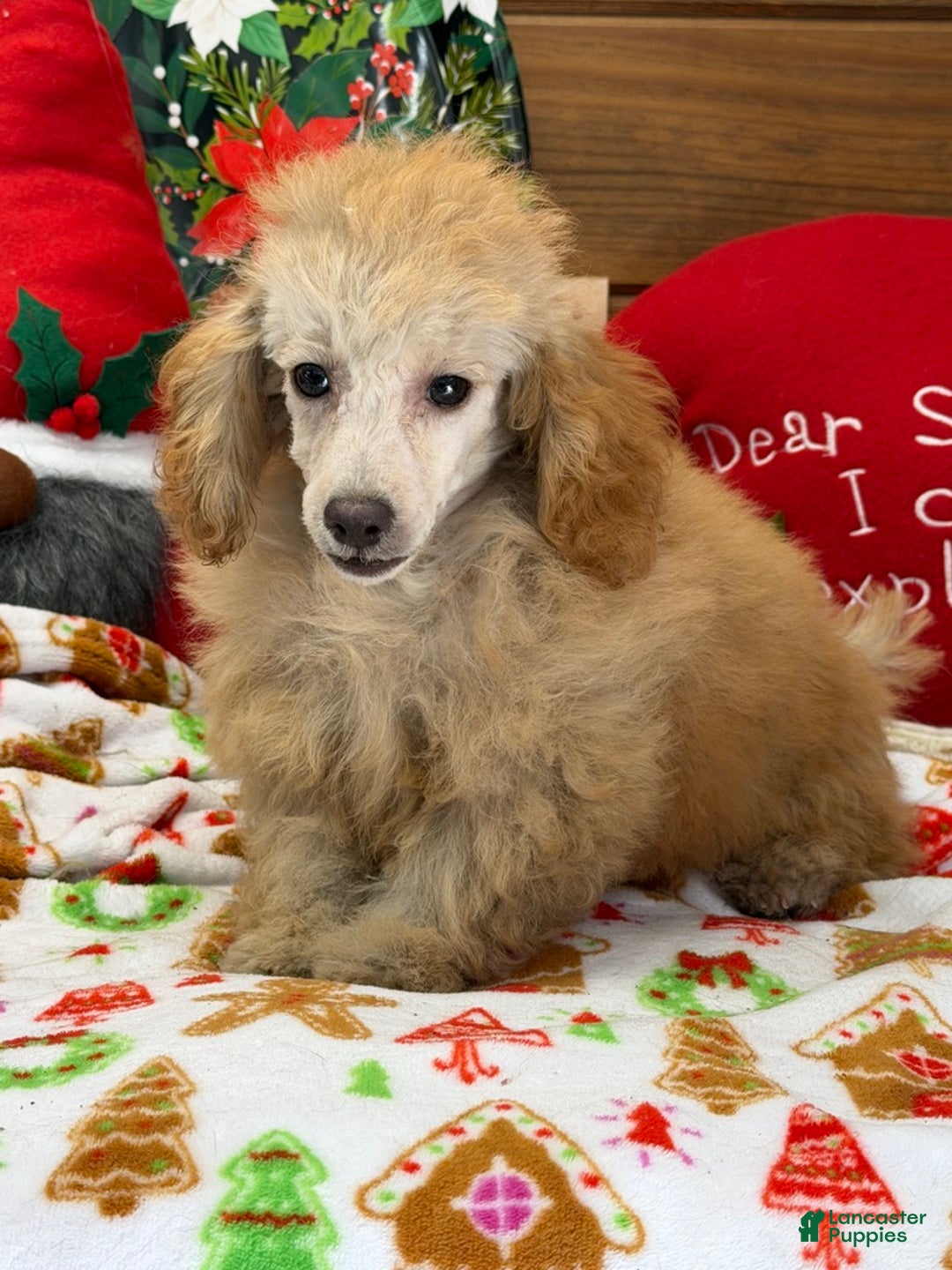 Toy Poodle dogs for sale: Playboy - Ad 1