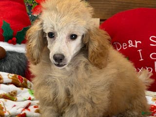 Toy Poodle dogs Playboy - Ad 37