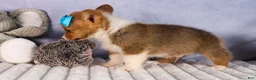 Welsh Corgi Pembroke dogs for sale: Benji🐾💙 - Ad 17