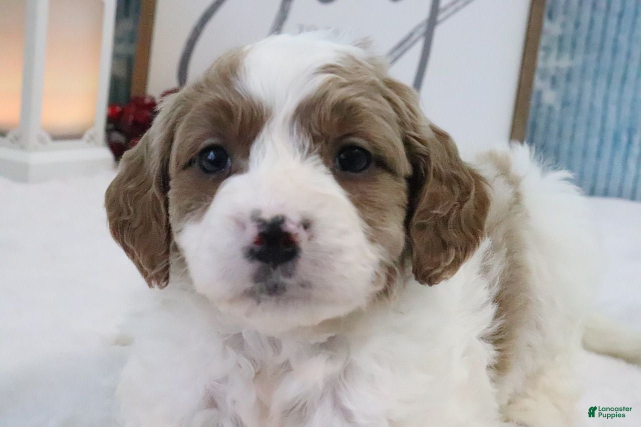 Mini Goldendoodle dogs Captain - Ad 10